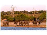 Elefanten Botswana